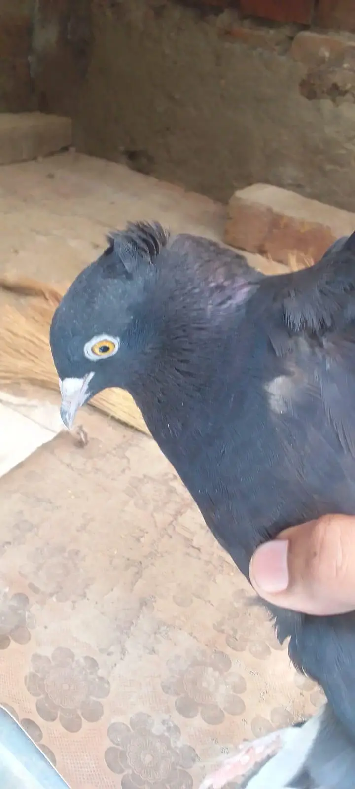 lucky kabotar — photo 5