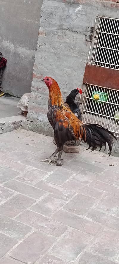 o shamo