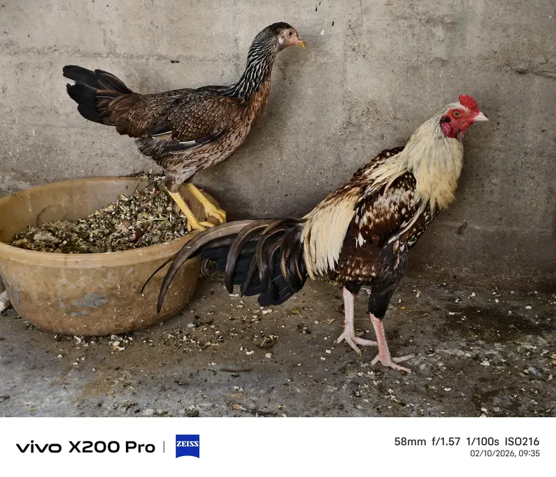 Aseel murga and 2 murgian — photo 6