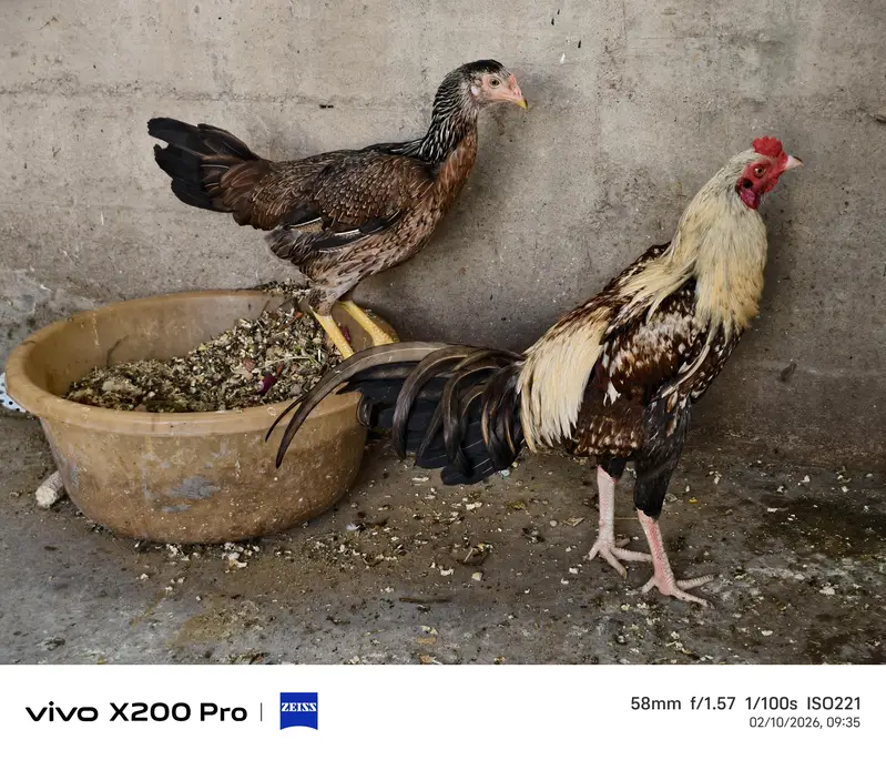 Aseel murga and 2 murgian — photo 7