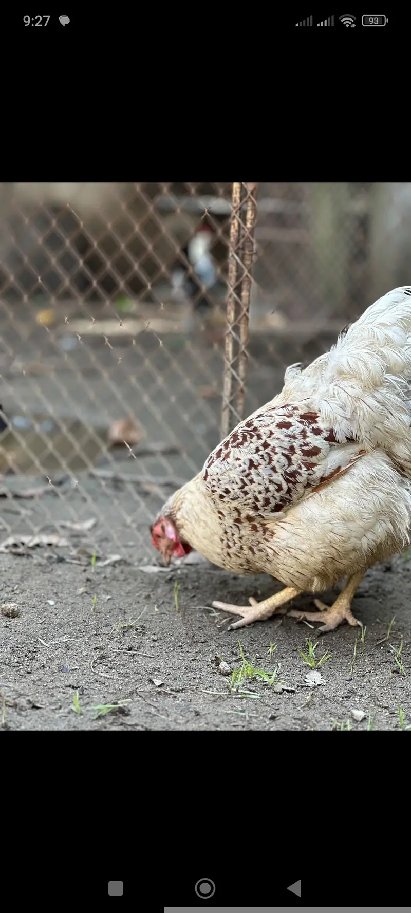 Splash wayndot breeder pair for sale age 11 months female is eggs la — photo 2