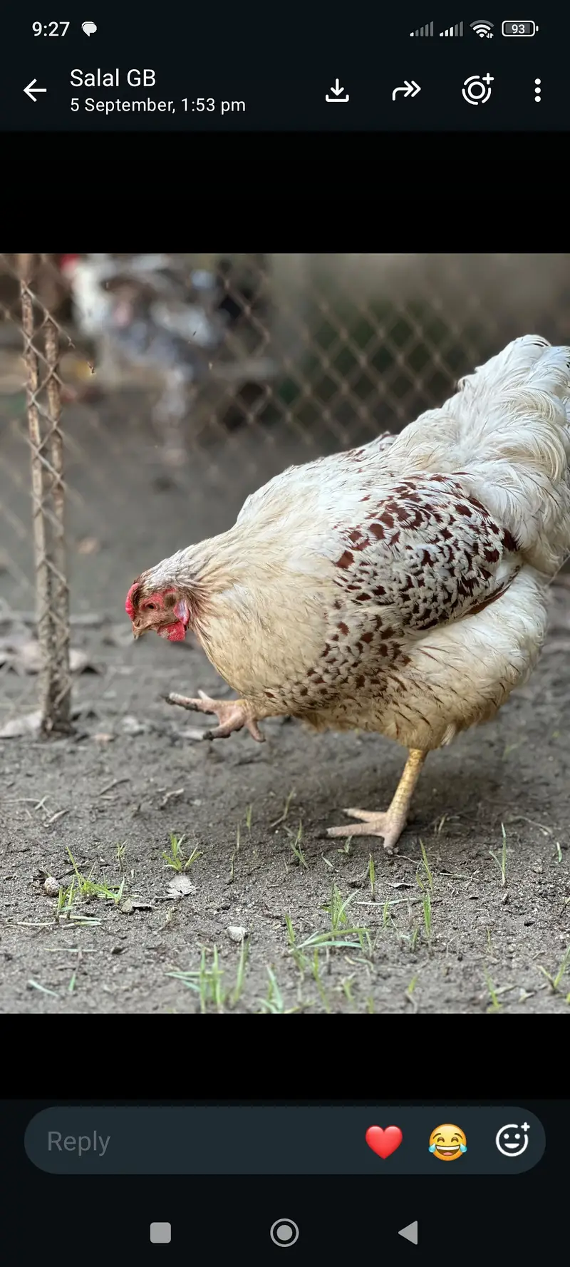 Splash wayndot breeder pair for sale age 11 months female is eggs la — photo 3