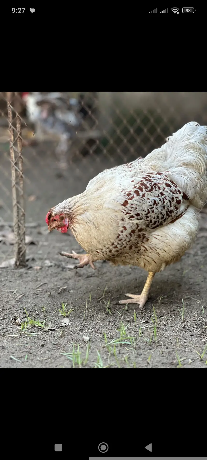 Splash wayndot breeder pair for sale age 11 months female is eggs la — photo 4