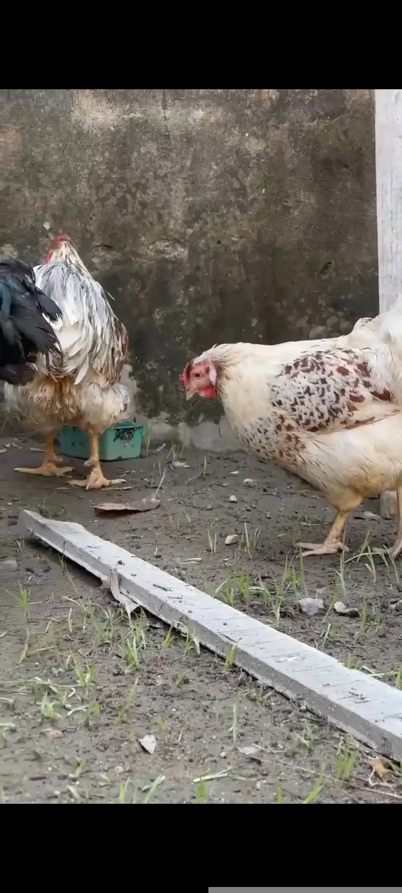 Splash wayndot breeder pair for sale age 11 months female is eggs la — photo 5