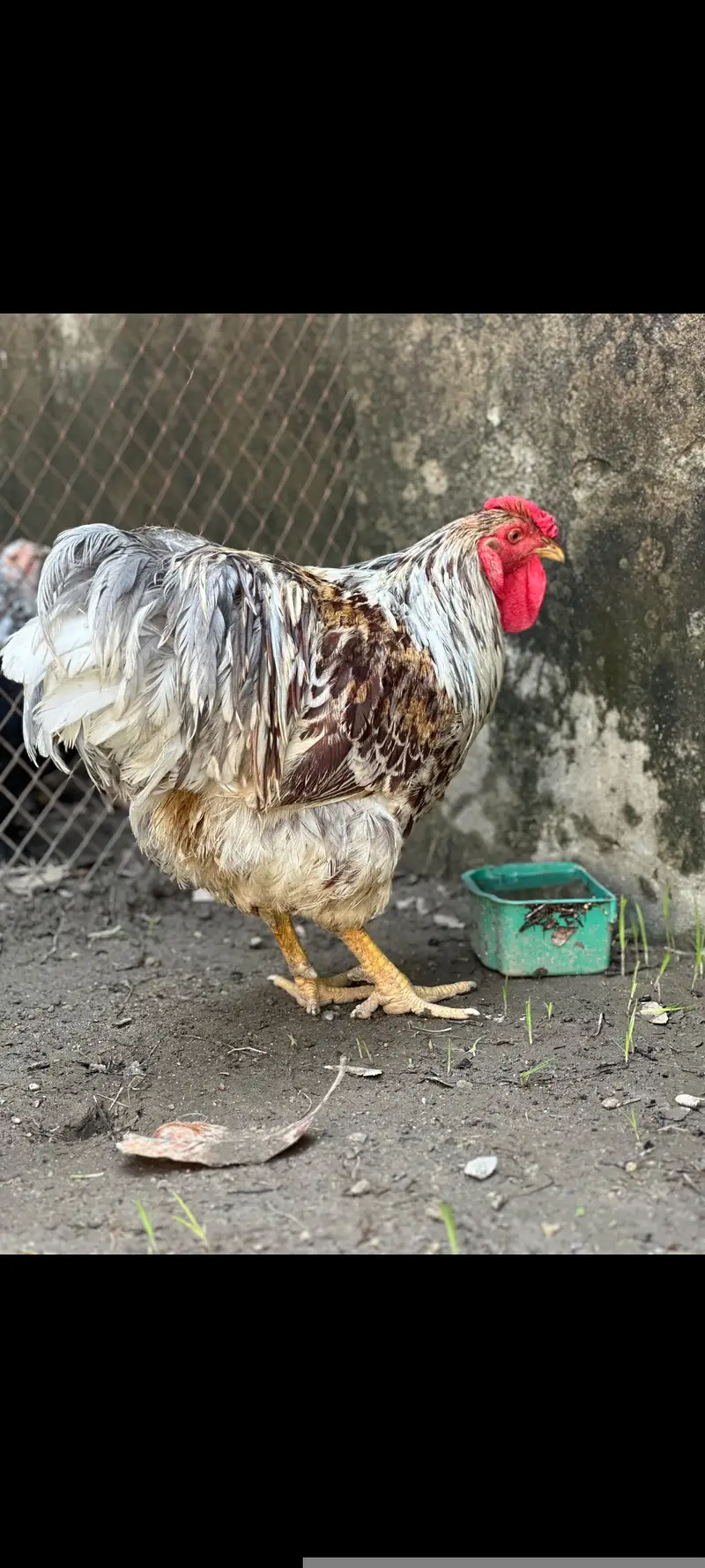 Splash wayndot breeder pair for sale age 11 months female is eggs la — photo 6