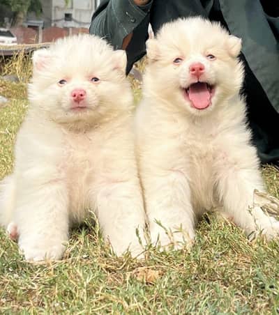 Pink noise zero siza pair important blood line pair Havey bone