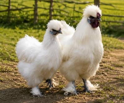White Silkie Fancy Hens Pair