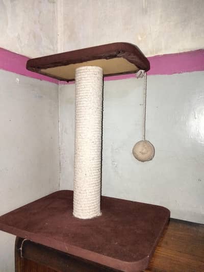 cat scratch post