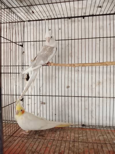 Cocktail breeder pair for sale Rawalpindi