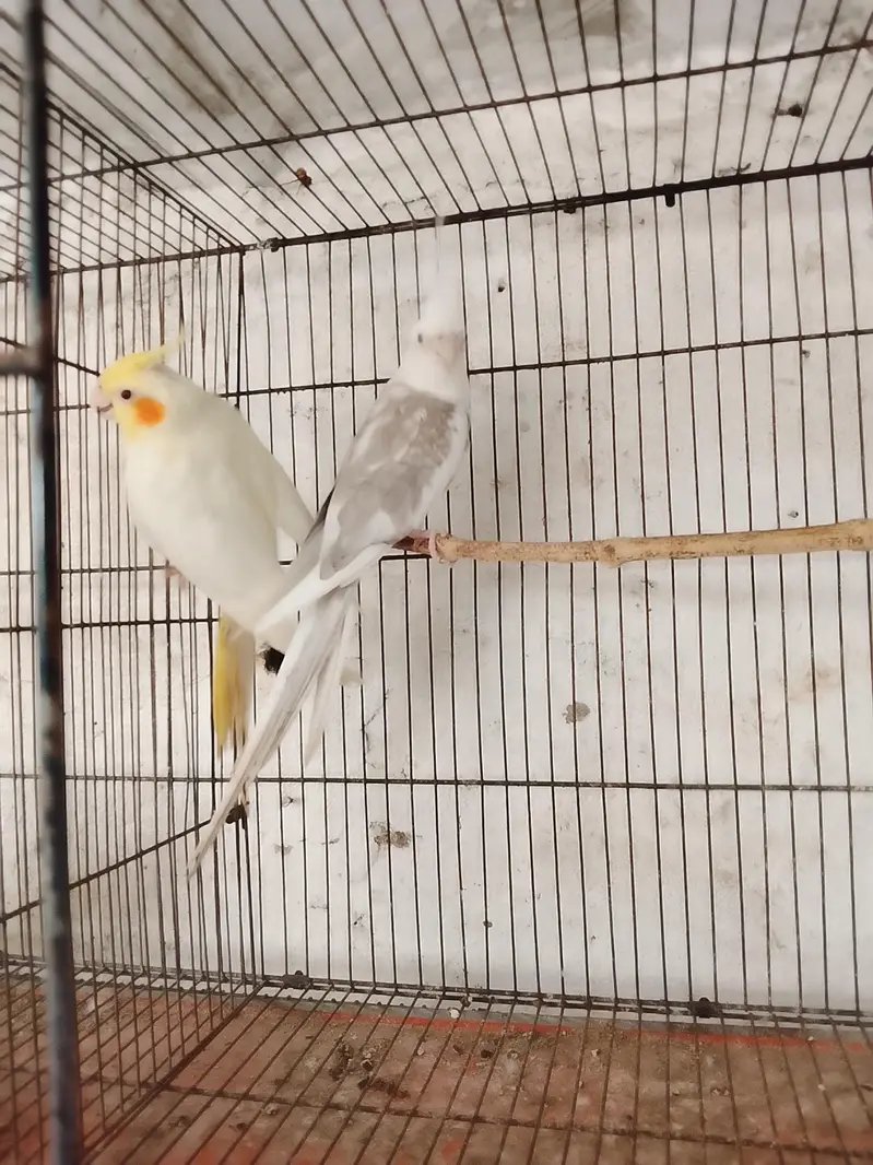 Cocktail breeder pair for sale Rawalpindi — photo 2