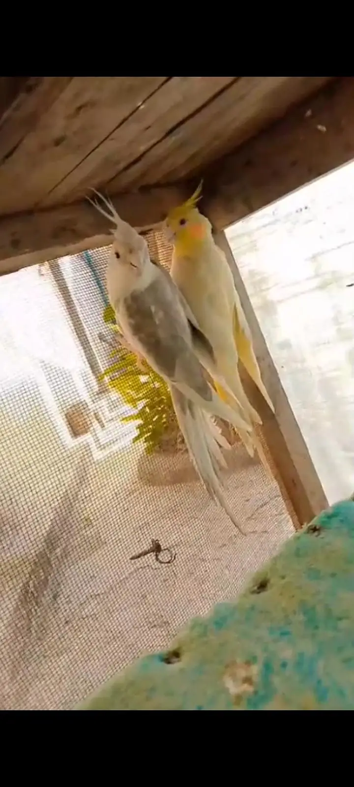 Cocktail breeder pair for sale Rawalpindi — photo 3