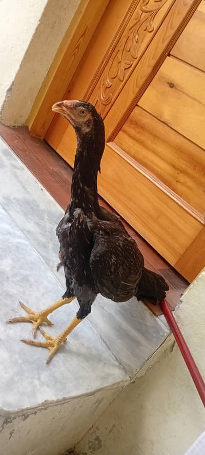 OH SHAMO  for sell female healthy WhatsApp 03209736796