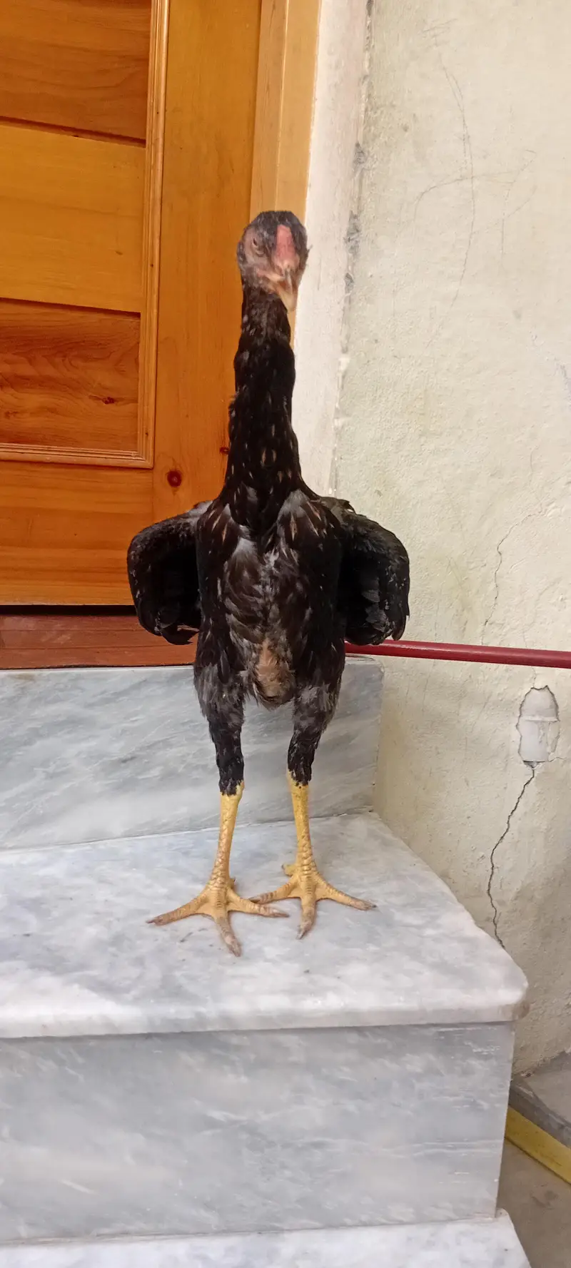 OH SHAMO  for sell female healthy WhatsApp 03209736796 — photo 2
