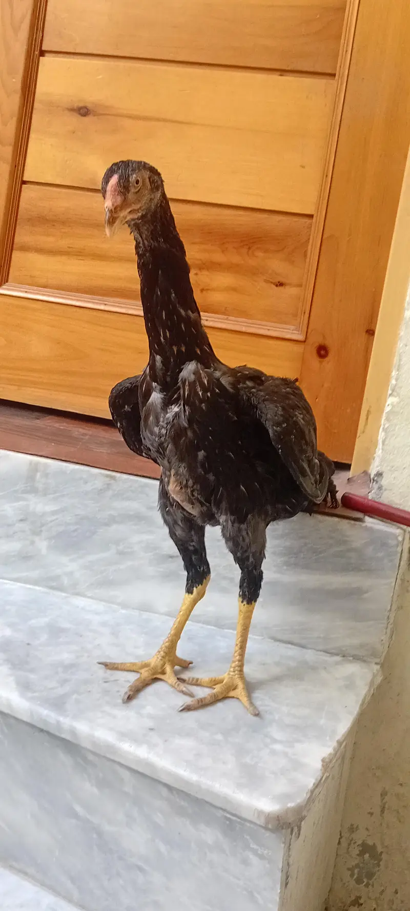 OH SHAMO  for sell female healthy WhatsApp 03209736796 — photo 3