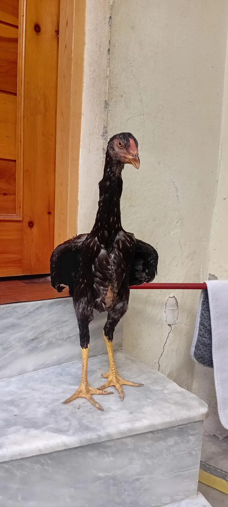 OH SHAMO  for sell female healthy WhatsApp 03209736796 — photo 4