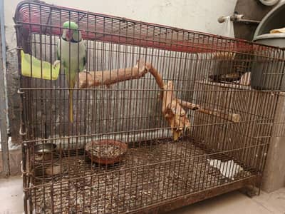Talking Pahari Tota (Alexandrine Parrot) - Hand Tame with Free Cage
