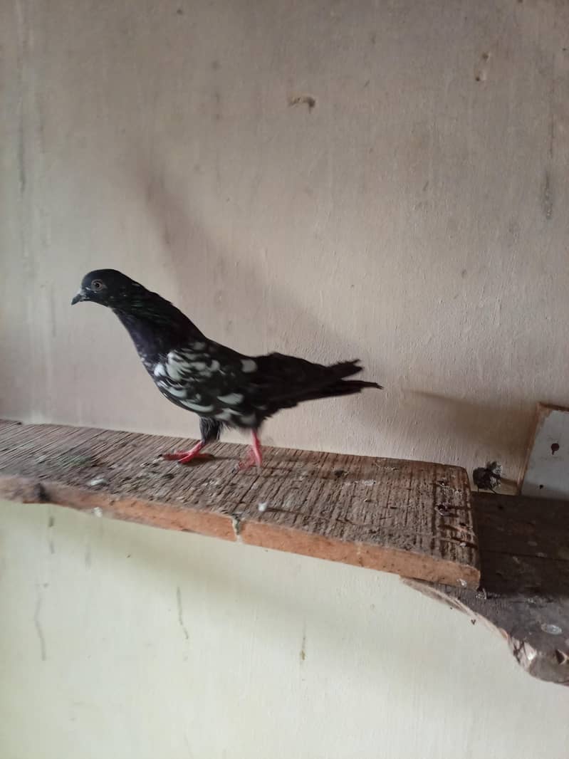 Rampuri Patha 0