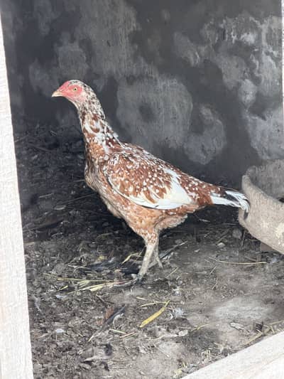Aseel Hen For Sale