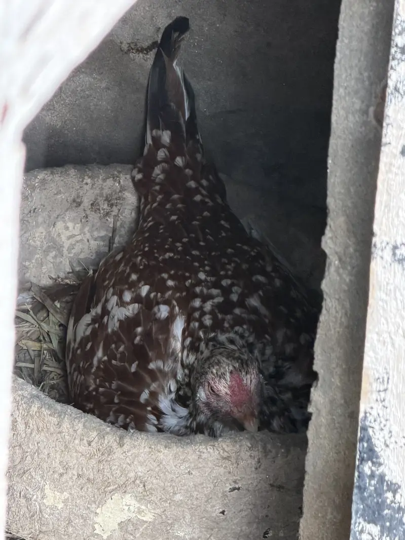 Aseel Hen For Sale — photo 2