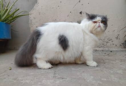 CFA Bloodline only matting