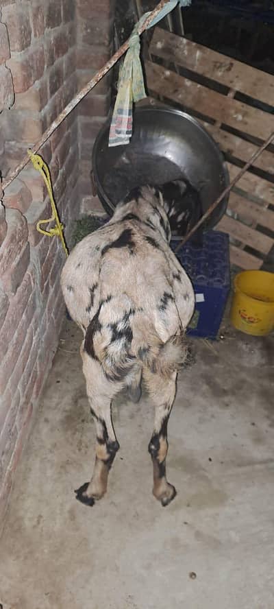 3 Month Ghabban Goat for Sale