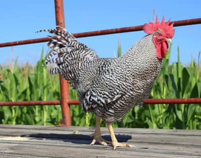 Plymouth Male Breeder - Looking For New Shelter