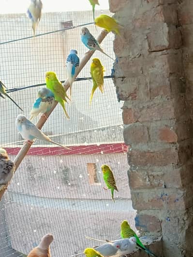 Budgies Breeder Pair