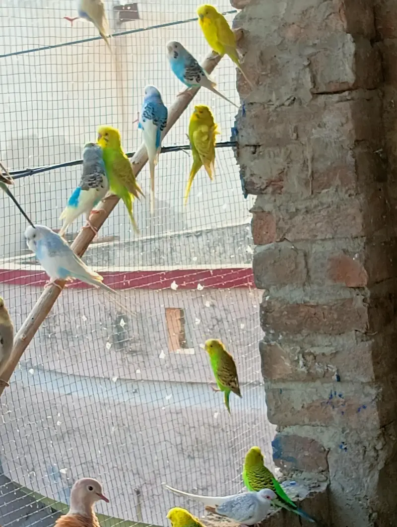 Budgies Breeder Pair — photo 2