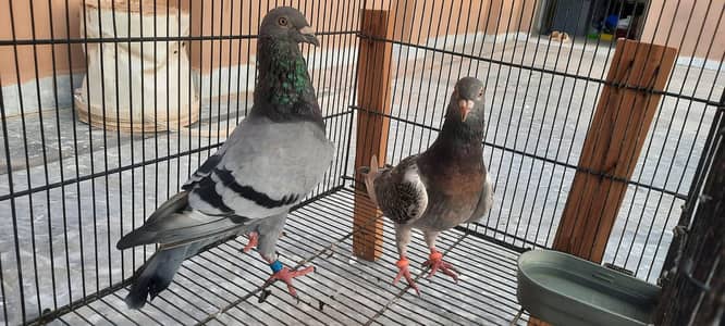 qasid pigeon o333:;:84::82::008::