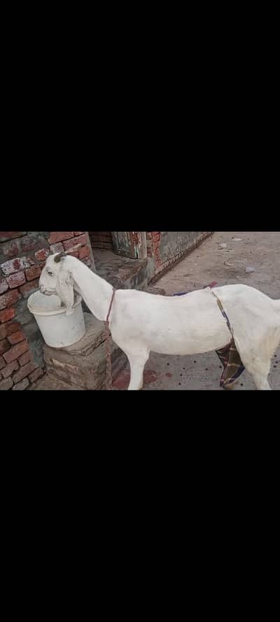 argent bakeri for sale munasib kimat mein dastabl hai