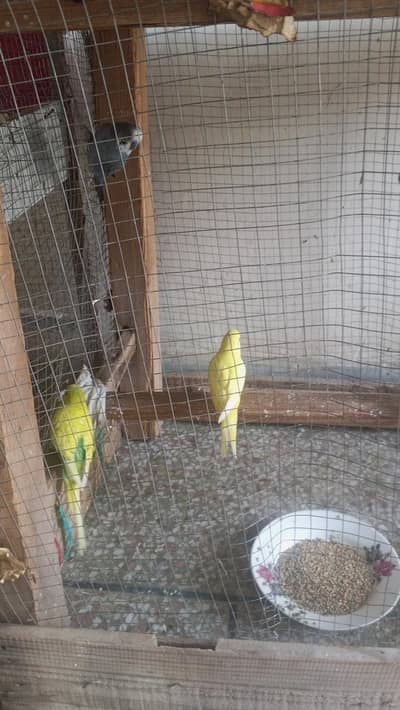 BUDGIE AGE 6 MONTHS
