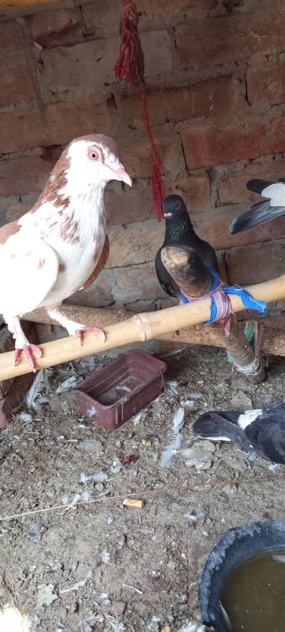 pigeon for sall  400par pic03017661336