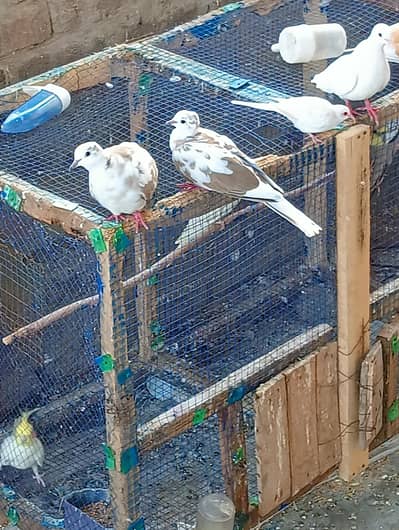 Khumray and Diamond Dove