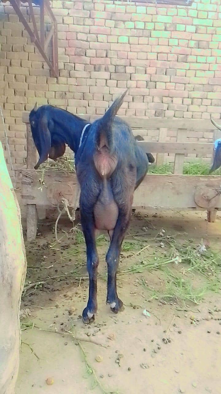 سونے والی بکری 1