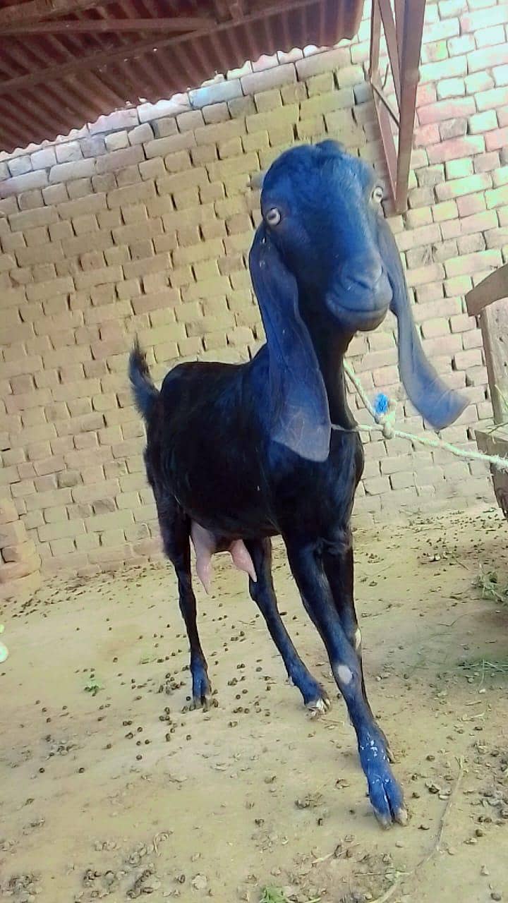 سونے والی بکری 2