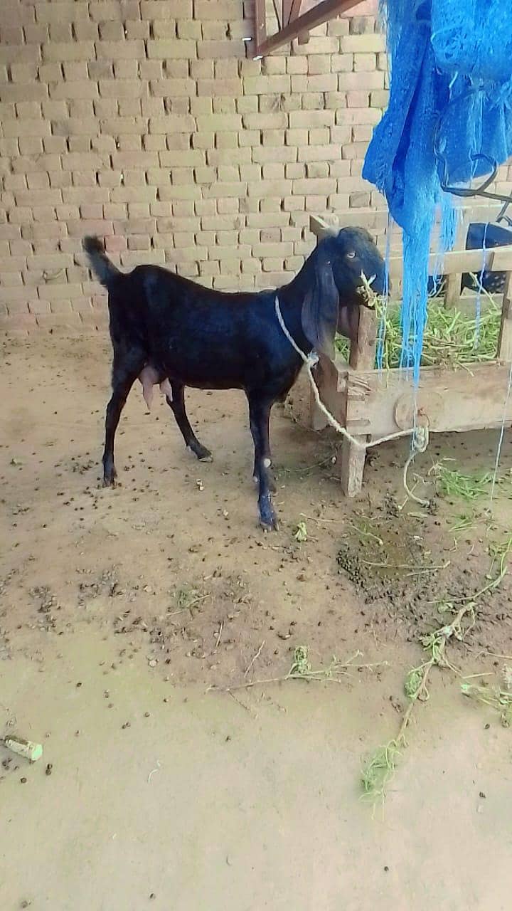 سونے والی بکری 3