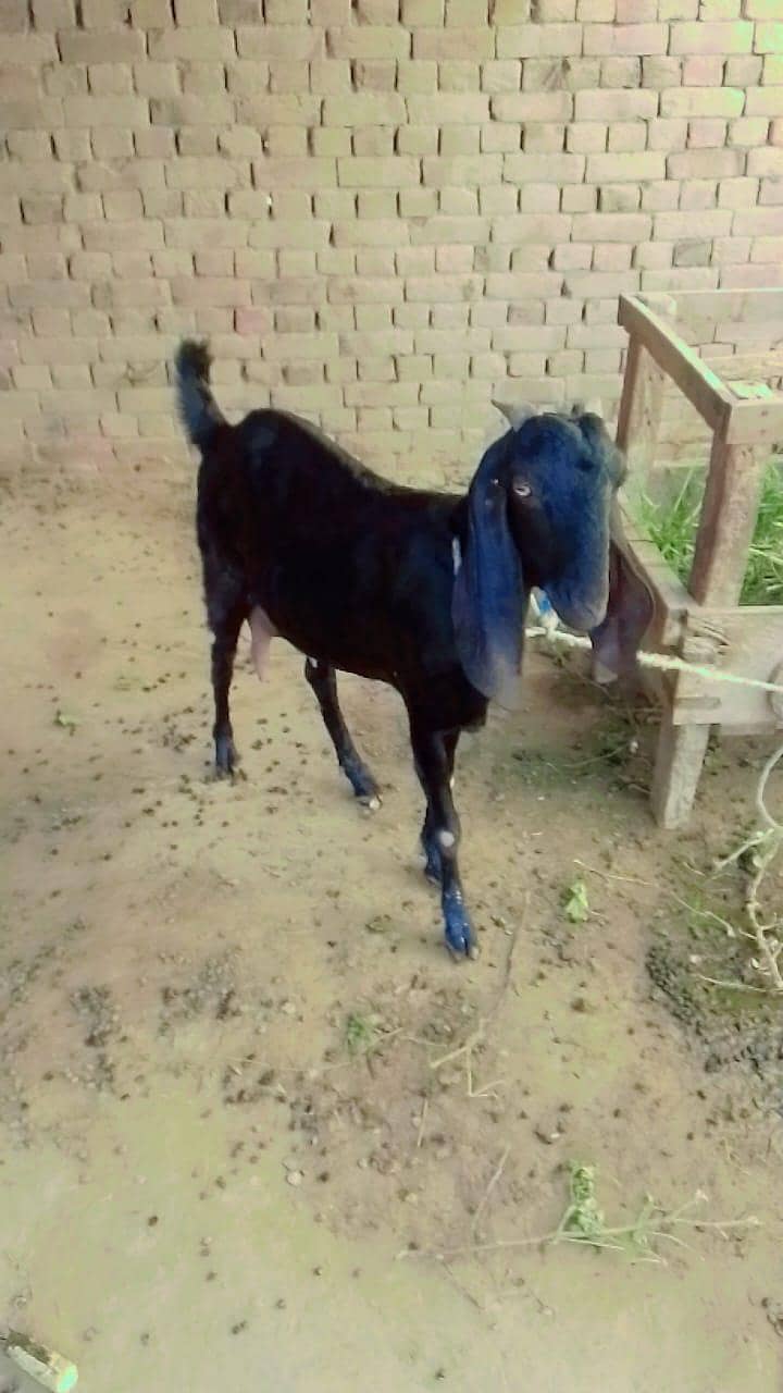 سونے والی بکری 4