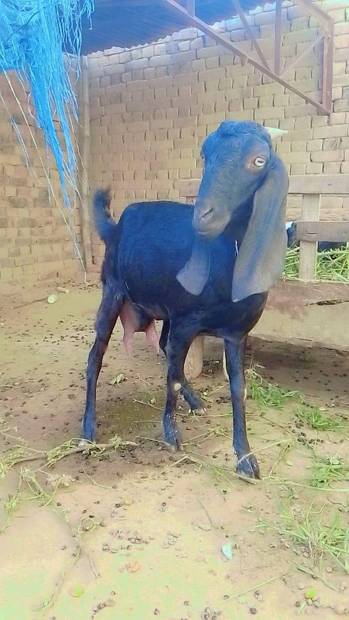سونے والی بکری 5