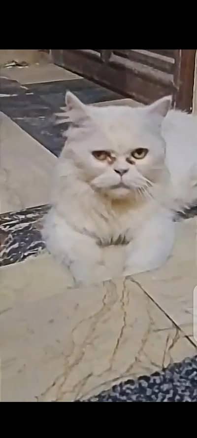 Punch face female 10 month age