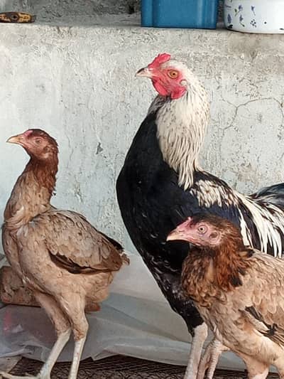 Aseel Males and females