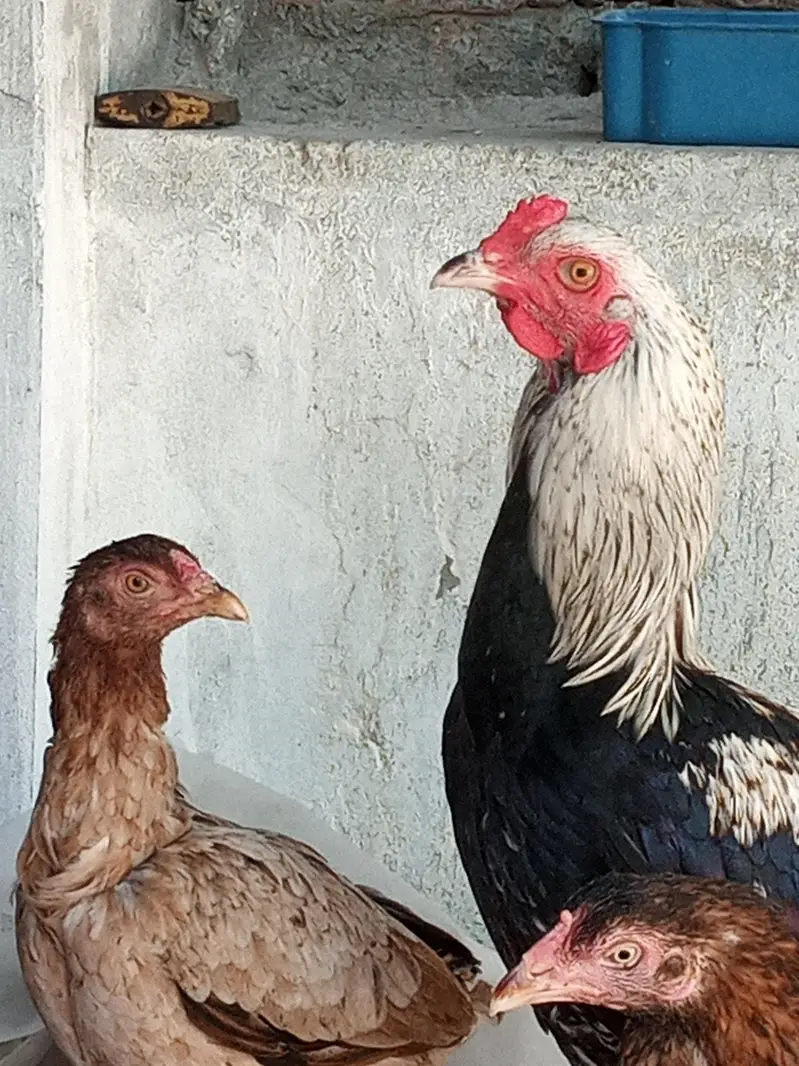 Aseel Males and females — photo 2