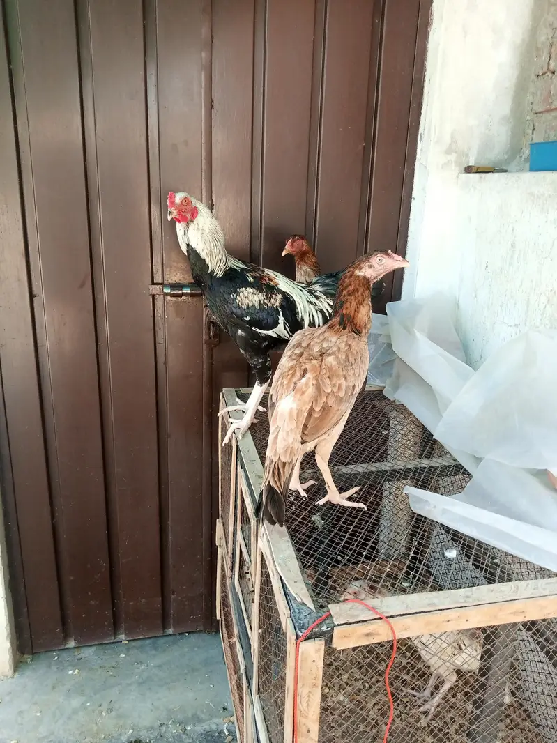 Aseel Males and females — photo 3