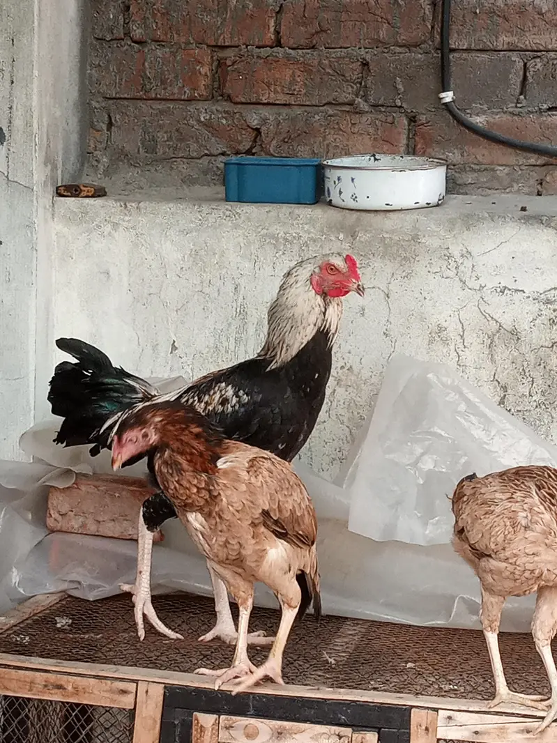Aseel Males and females — photo 7