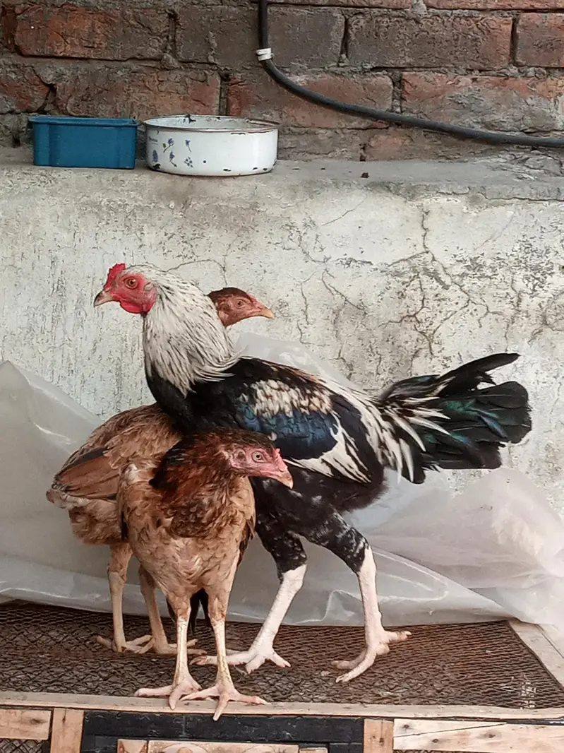Aseel Males and females — photo 8