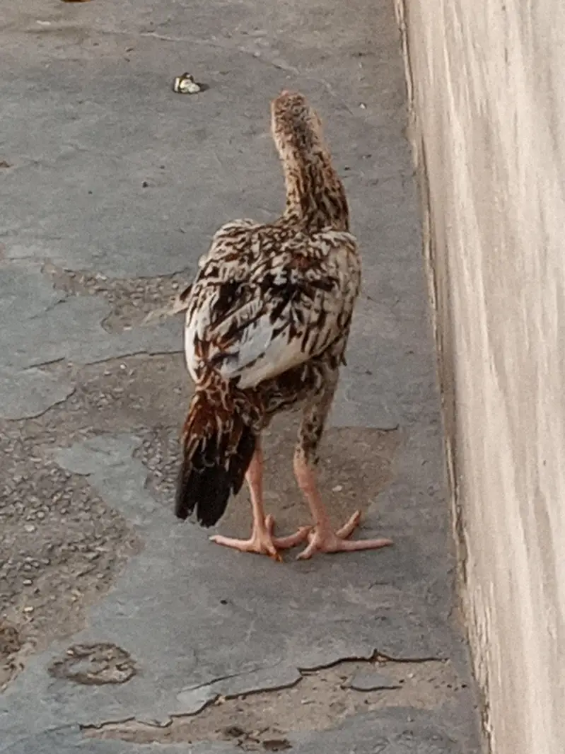 Aseel Males and females — photo 10
