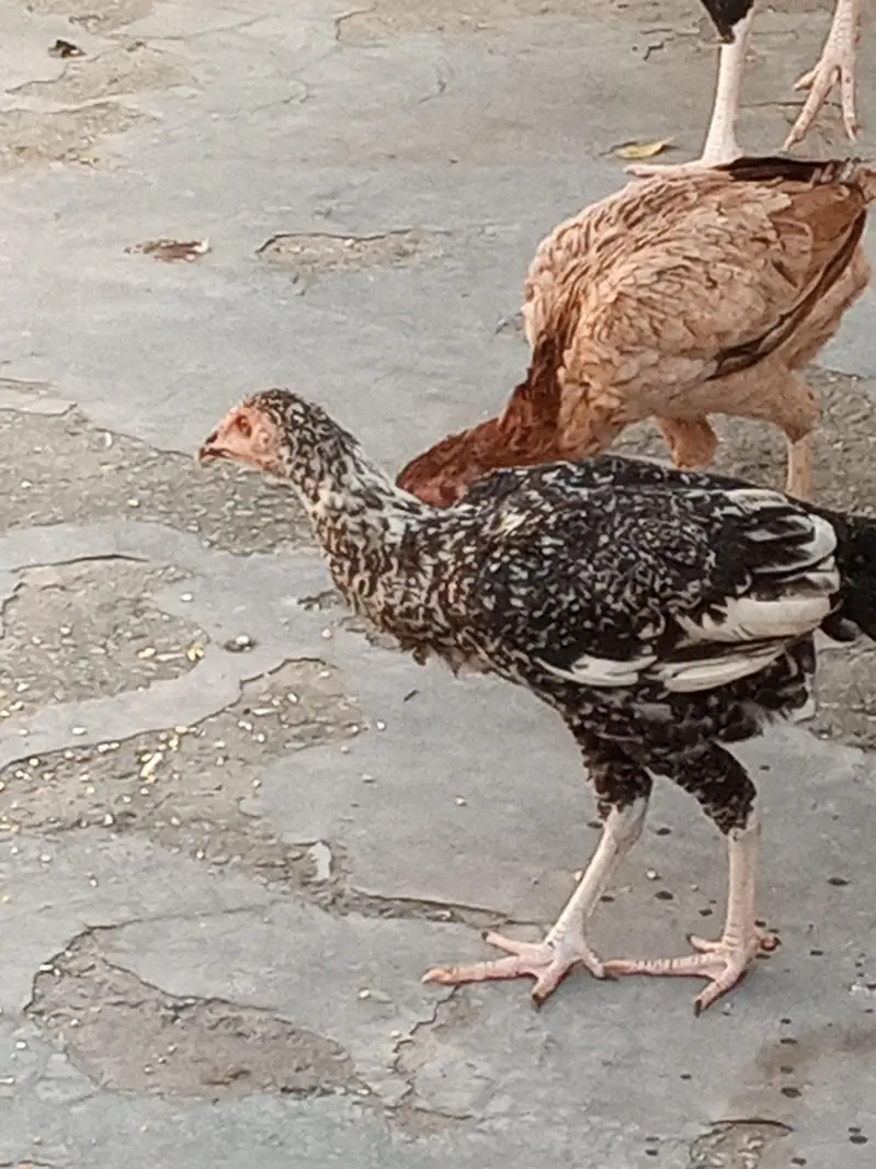 Aseel Males and females — photo 11