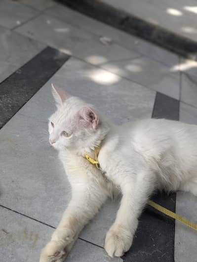 Persian White Cat available