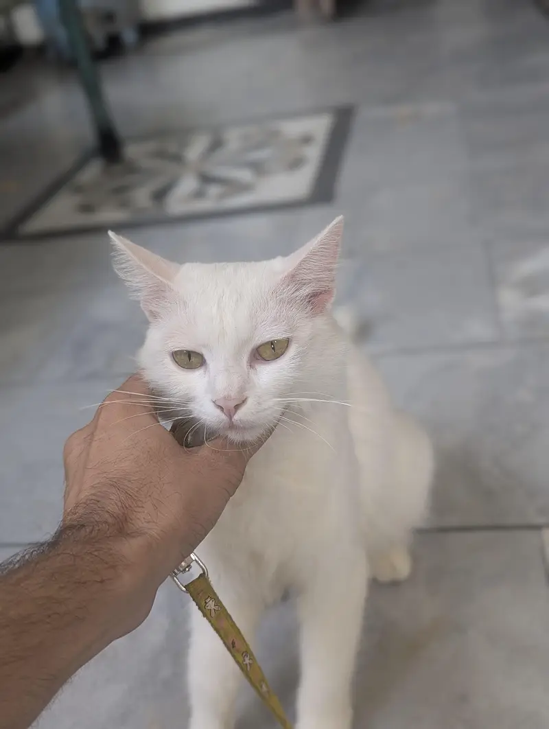 Persian White Cat available — photo 2