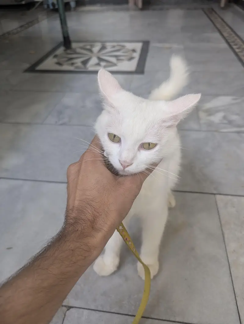 Persian White Cat available — photo 3