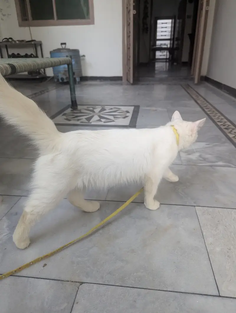 Persian White Cat available — photo 4